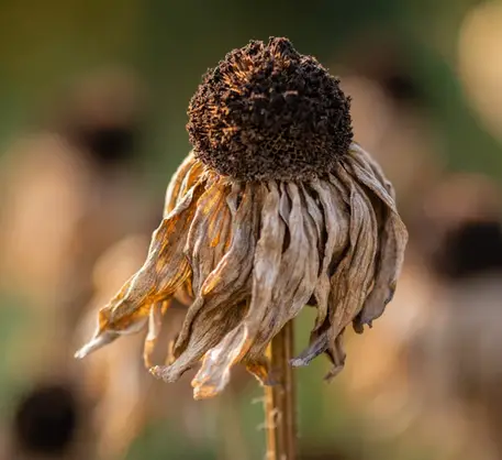 How does air pollution affect plant life