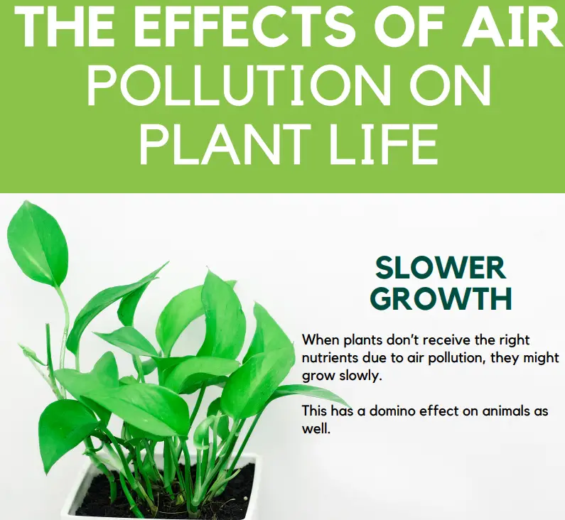 FREE INFOGRAPHIC FOR AIR POLLUTION ON PLANT LIFE